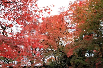 吉田山荘の紅葉風景