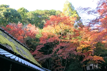 鳥居本の紅葉風景