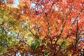 常寂光寺の紅葉風景