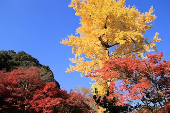 常寂光寺の紅葉風景