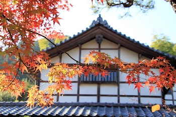 常寂光寺の紅葉風景