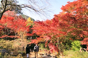 常寂光寺の紅葉風景