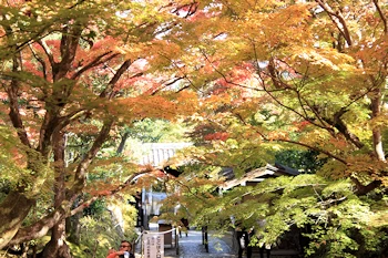 常寂光寺の紅葉風景