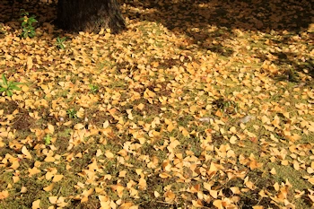 常寂光寺の紅葉風景