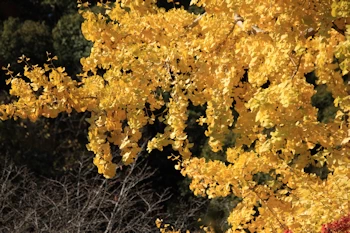 常寂光寺の紅葉風景