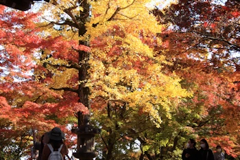 常寂光寺の紅葉風景