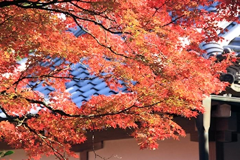 常寂光寺の紅葉風景