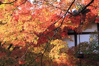 常寂光寺の紅葉風景