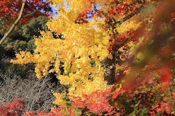 常寂光寺の紅葉風景