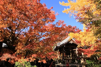 常寂光寺の紅葉風景