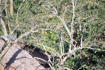 落柿舎の紅葉風景