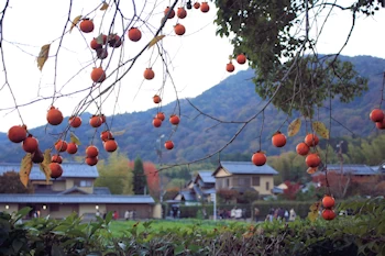 落柿舎の紅葉風景