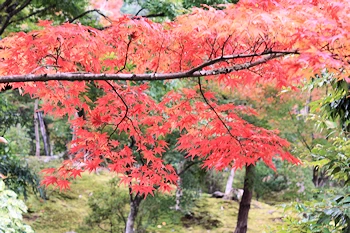 天龍寺の風景