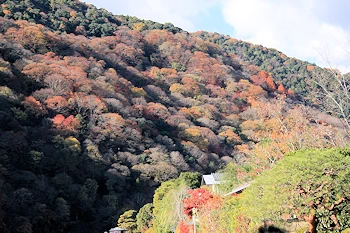 嵐山の風景