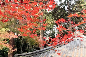 赤山禅院の風景
