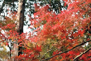 赤山禅院の風景