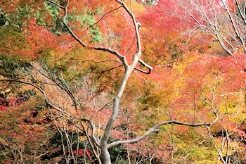 赤山禅院の風景