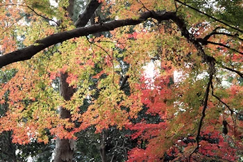 赤山禅院の風景