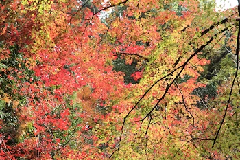 赤山禅院の風景