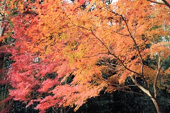 赤山禅院の風景