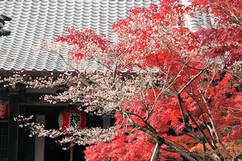 赤山禅院の風景