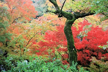 東福寺の風景