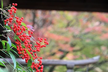 日向大神宮の風景