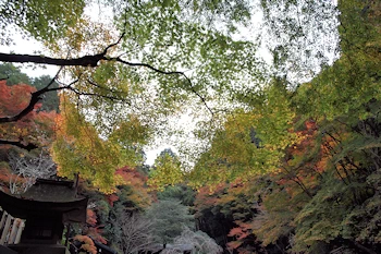 日向大神宮の風景