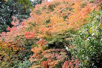 日向大神宮の風景