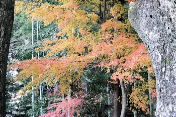 伏見稲荷の風景
