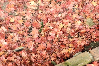 伏見稲荷の風景