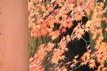 伏見稲荷の風景