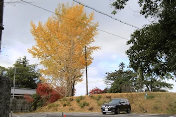 さわらびの道の風景