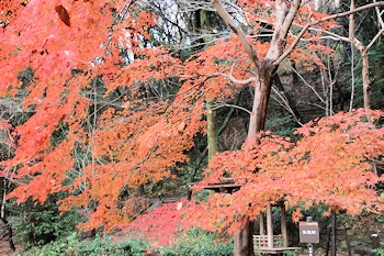 さわらびの道の風景