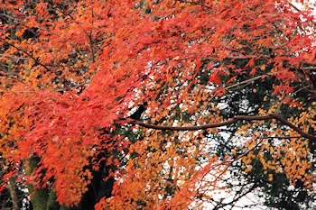 さわらびの道の風景