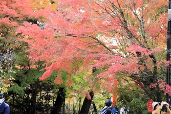 さわらびの道の風景