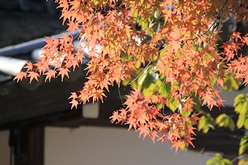 さわらびの道の風景