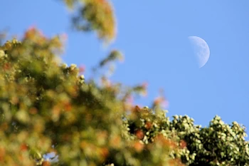 さわらびの道の風景