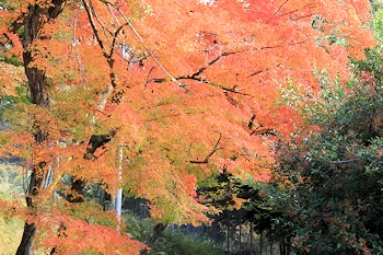 さわらびの道の風景