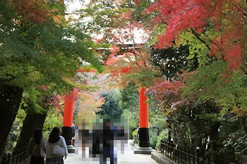 さわらびの道の風景