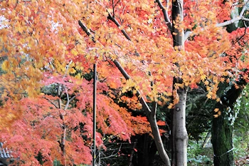 さわらびの道の風景