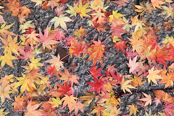 さわらびの道の風景