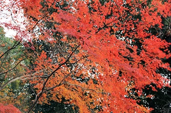 さわらびの道の風景