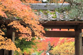 さわらびの道の風景