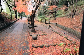 さわらびの道の風景