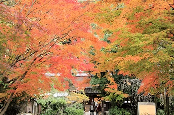 さわらびの道の風景