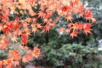 御香宮神社の風景