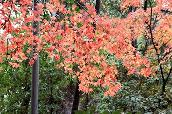 御香宮神社の風景
