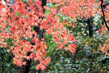 御香宮神社の風景