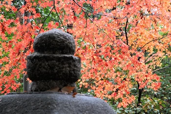 御香宮神社の風景